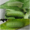aric artaxerxes larva3 volg1